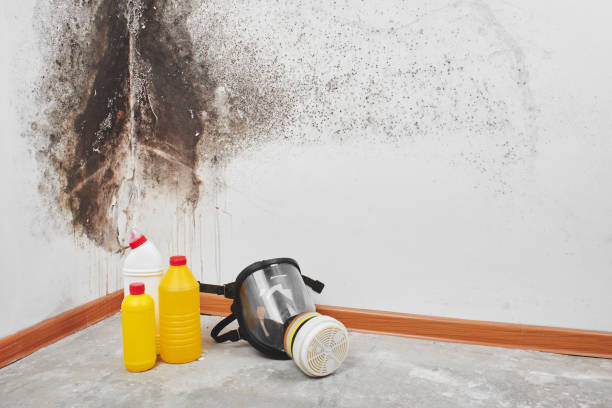 Best Toxic Mold Removal  in Monument Hills, CA