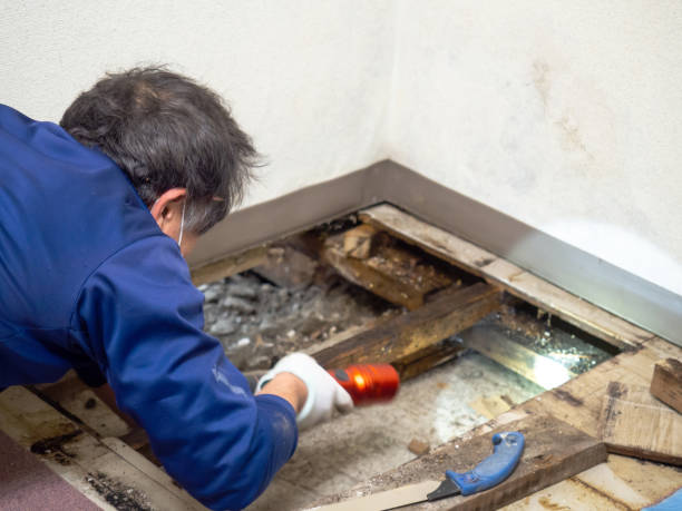 Best Fast Mold Removal  in Monument Hills, CA