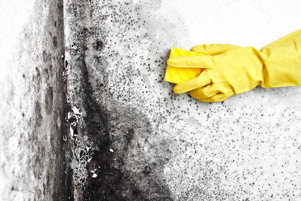Best Commercial Mold Removal  in Monument Hills, CA