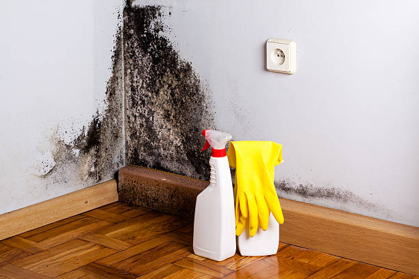 Mold Removal and Inspection in Monument Hills, CA