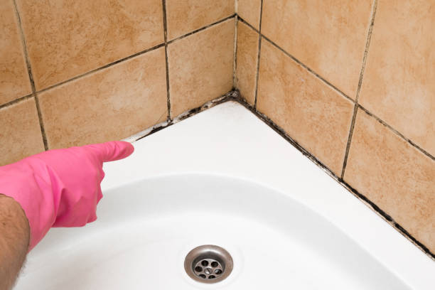 Professional Mold Removal in Monument Hills, CA